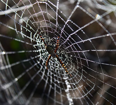 spider, spider web, network