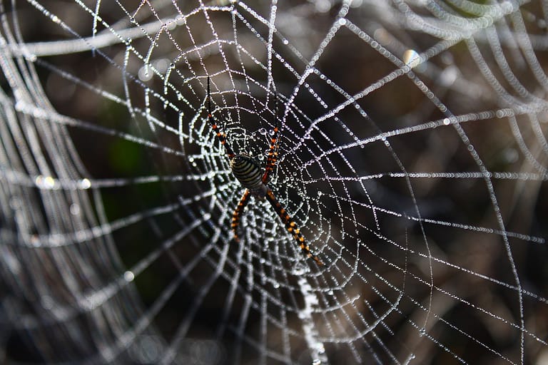 spider, spider web, network